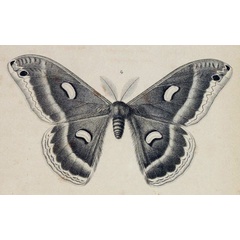 /filer/webapps/moths/media/images/A/antinorii_Saturnia_HT_Oberthur_1880_1-4.jpg