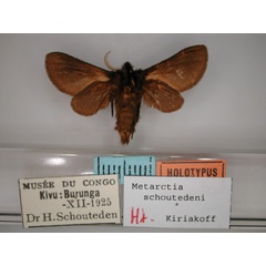 /filer/webapps/moths/media/images/S/schoutedeni_Metarctia_HT_RMCA_02.jpg