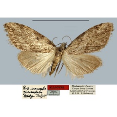 /filer/webapps/moths/media/images/G/griveaudalis_Roeselia_AT_MNHN.jpg