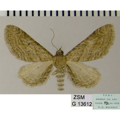 /filer/webapps/moths/media/images/U/urbanata_Eupithecia_AF_ZSM.jpg