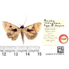 /filer/webapps/moths/media/images/E/endophaea_Anoba_HT_BMNH.jpg