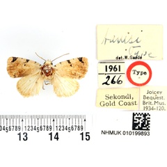 /filer/webapps/moths/media/images/T/tamsi_Oglasa_HT_BMNH.jpg