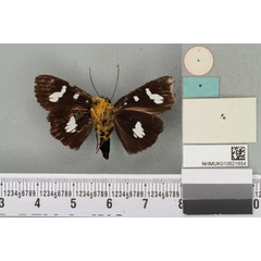 /filer/webapps/moths/media/images/E/epiera_Rothia_HT_BMNHb.jpg