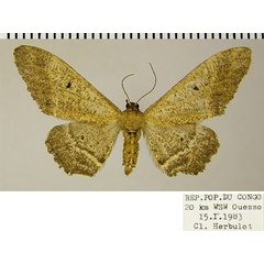/filer/webapps/moths/media/images/G/gracilis_Hyposidra_AF_ZSM.jpg