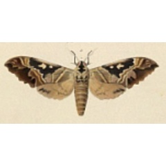 /filer/webapps/moths/media/images/D/dumolinii_Sphinx_Angas_30_11.jpg