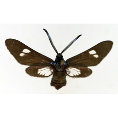 /filer/webapps/moths/media/images/F/finalis_Tascia_AF_TMSA.jpg