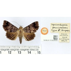 /filer/webapps/moths/media/images/P/prunicolora_Speiredonia_HT_BMNH.jpg