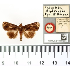 /filer/webapps/moths/media/images/D/dipterygia_Catephia_PT_BMNH.jpg