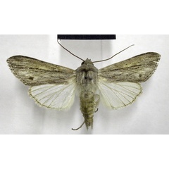 /filer/webapps/moths/media/images/P/perstriata_Cucullia_AM_TMSA.jpg