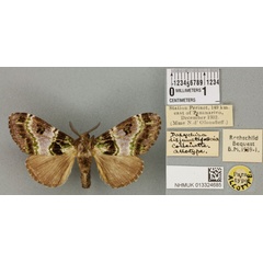 /filer/webapps/moths/media/images/D/disjunctifascia_Dasychira_AT_BMNHa.jpg