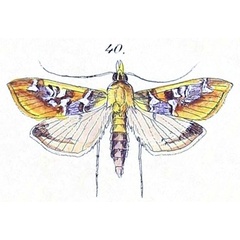 /filer/webapps/moths/media/images/M/margaritis_Agathodes_HT_Felder_1875_136-40.jpg