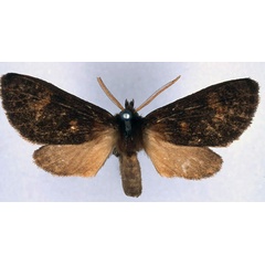 /filer/webapps/moths/media/images/K/katriona_Metarctia_HT_BMNH_01.jpg