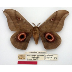 /filer/webapps/moths/media/images/R/rexnoctuae_Lobobunaea_HT_NMK.jpg