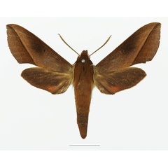 /filer/webapps/moths/media/images/B/batschii_Hippotion_AF_Basquina.jpg
