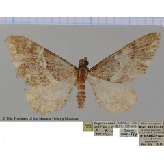 /filer/webapps/moths/media/images/I/isotenes_Eupithecia_PTF_BMNH.jpg