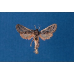 /filer/webapps/moths/media/images/S/shimonii_Paralebedella_HT_ZSM.jpg