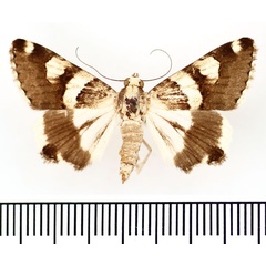 /filer/webapps/moths/media/images/Y/yerburyi_Drasteria_AF_BMNH.jpg