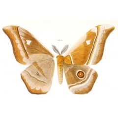 /filer/webapps/moths/media/images/V/vulpes_Bunaea_HT_Oberthur-2840.jpg