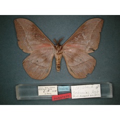 /filer/webapps/moths/media/images/G/gabunica_Nudaurelia_PT_RMCA_02.jpg