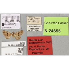 /filer/webapps/moths/media/images/O/oxycampta_Ozarba_PTM_BMNH_01a.jpg
