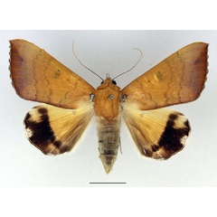 /filer/webapps/moths/media/images/L/leucopasa_Achaea_AF_Basquin_02.jpg