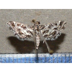 /filer/webapps/moths/media/images/R/ramburialis_Diasemiopsis_A_Goffa_01.jpg