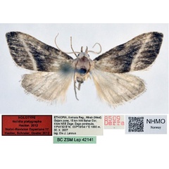 /filer/webapps/moths/media/images/P/platygrapha_Nolidia_HT_NHMO.jpg