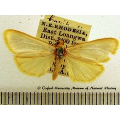 /filer/webapps/moths/media/images/C/chrysargyria_Aglossosia_A_OUMNH_01.jpg