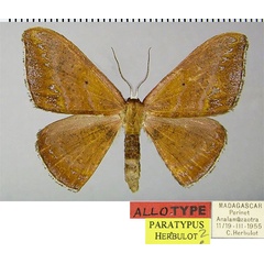/filer/webapps/moths/media/images/L/lurida_Hypocoela_AT_ZSM.jpg