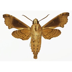 /filer/webapps/moths/media/images/C/camerounensis_Temnora_AM_Basquin_01b.jpg