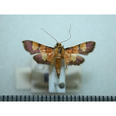 /filer/webapps/moths/media/images/F/floridalis_Aethaloessa_A_Revell.jpg