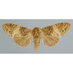 /filer/webapps/moths/media/images/O/olivacea_Eurystauridia_A_RMCA_02.jpg