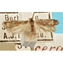 /filer/webapps/moths/media/images/M/myopa_Lecithocera_LT_TMSA.jpg