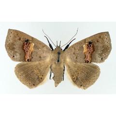 /filer/webapps/moths/media/images/C/cyanescens_Saroba_AF_TMSA_01.jpg
