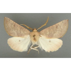 /filer/webapps/moths/media/images/I/ingens_Panhyperochia_HT_TMSA.jpg