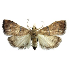 /filer/webapps/moths/media/images/L/lophopedalis_Ptychopseustis_AM_BMNH.jpg