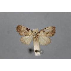 /filer/webapps/moths/media/images/C/conspicillaris_Meganola_HT_BMNH.jpg
