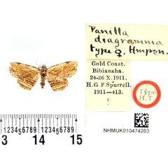 /filer/webapps/moths/media/images/D/diagramma_Panilla_HT_BMNH.jpg