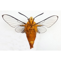 /filer/webapps/moths/media/images/A/apus_Cephonodes_AM_Turlin_02.jpg