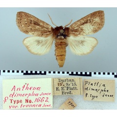 /filer/webapps/moths/media/images/B/brunnea_Antheua_HT_TMSA.jpg
