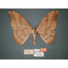 /filer/webapps/moths/media/images/M/melanops_Nudaurelia_HT_RMCA_02.jpg