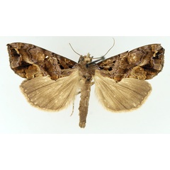 /filer/webapps/moths/media/images/A/achalcea_Plusiodonta_AM_TMSA_01.jpg