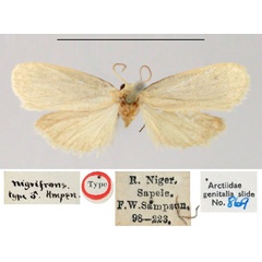 /filer/webapps/moths/media/images/N/nigrifrons_Poliosia_ST_BMNH.jpg