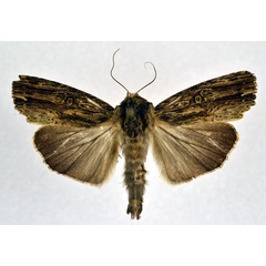 /filer/webapps/moths/media/images/V/versicolora_Callixena_AM_NHMO.jpg
