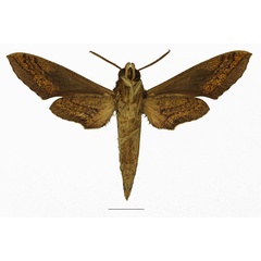 /filer/webapps/moths/media/images/A/aporodes_Hippotion_AM_Basquinb.jpg