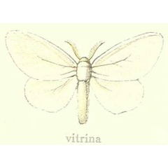 /filer/webapps/moths/media/images/V/vitrina_Hyaloperina_HT_Hering_21b.jpg