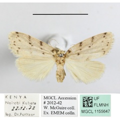 /filer/webapps/moths/media/images/A/africana_Eugoa_A_MGCLa_01.JPG