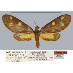 /filer/webapps/moths/media/images/B/brevipennis_Maculonaclia_HT_MNHN.jpg
