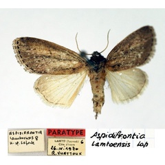 /filer/webapps/moths/media/images/L/lamtoensis_Aspidifrontia_PT_Aulombard.jpg