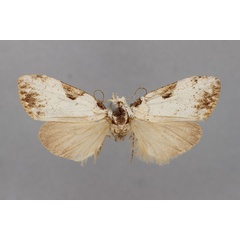 /filer/webapps/moths/media/images/C/chia_Meganola_A_BMNH.jpg